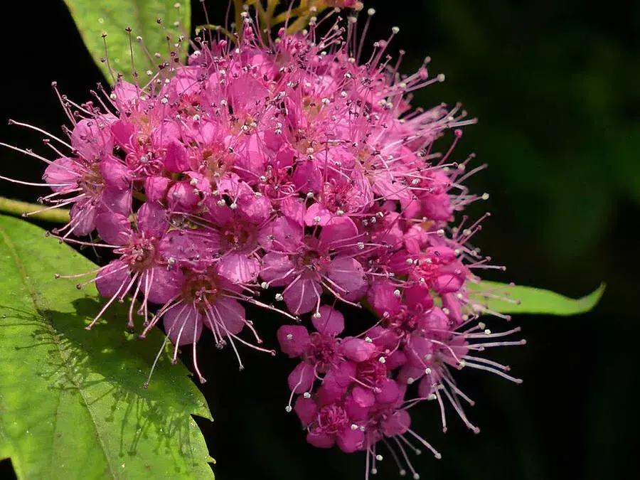 粉花绣线菊花语是什么，简述绣线菊的寓意