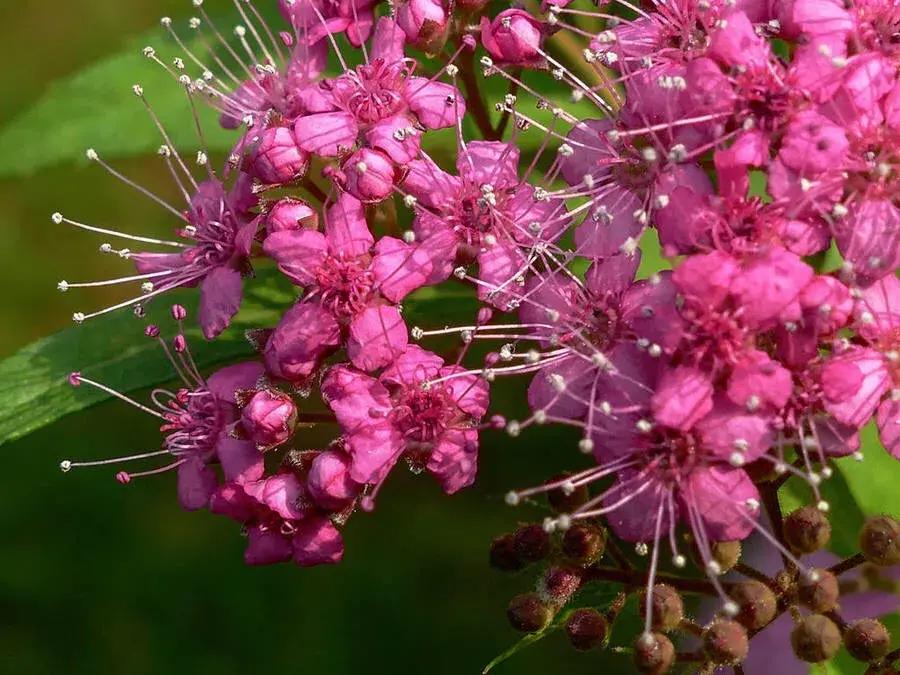 粉花绣线菊花语是什么，简述绣线菊的寓意