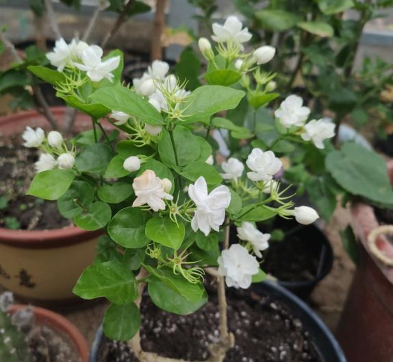 茉莉花的禁忌有哪些，种植茉莉的注意事项