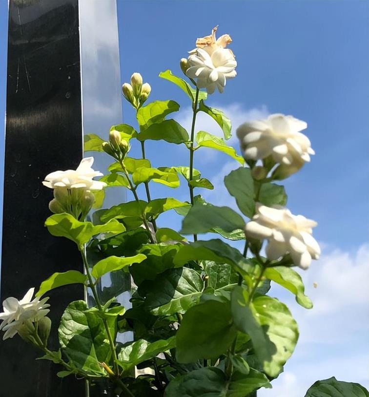 茉莉花的禁忌有哪些，种植茉莉的注意事项