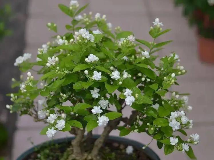 茉莉花的禁忌有哪些，种植茉莉的注意事项