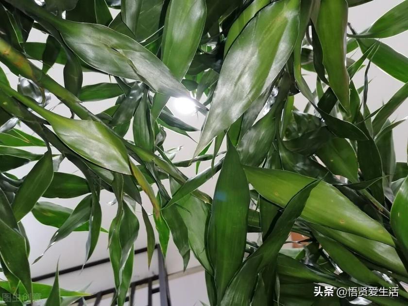 水生植物盆栽有哪些，盘点九种常见的水生植物