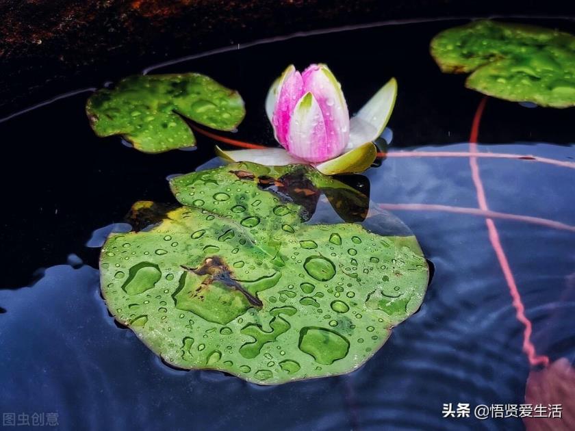 水生植物盆栽有哪些，盘点九种常见的水生植物