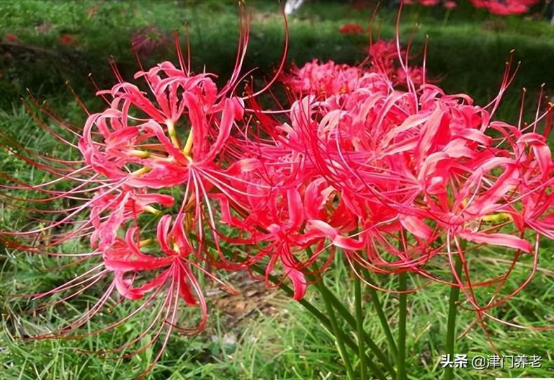 彼岸花怎么种植，彼岸花种植方法和时间