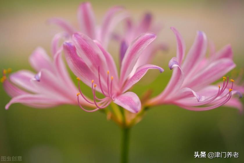 彼岸花怎么种植，彼岸花种植方法和时间