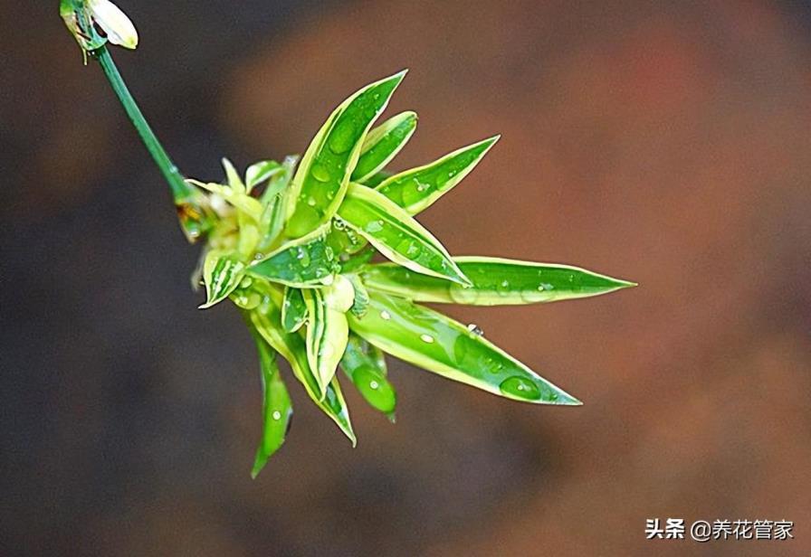 兰花花语和寓意是什么，有关兰花代表的意义