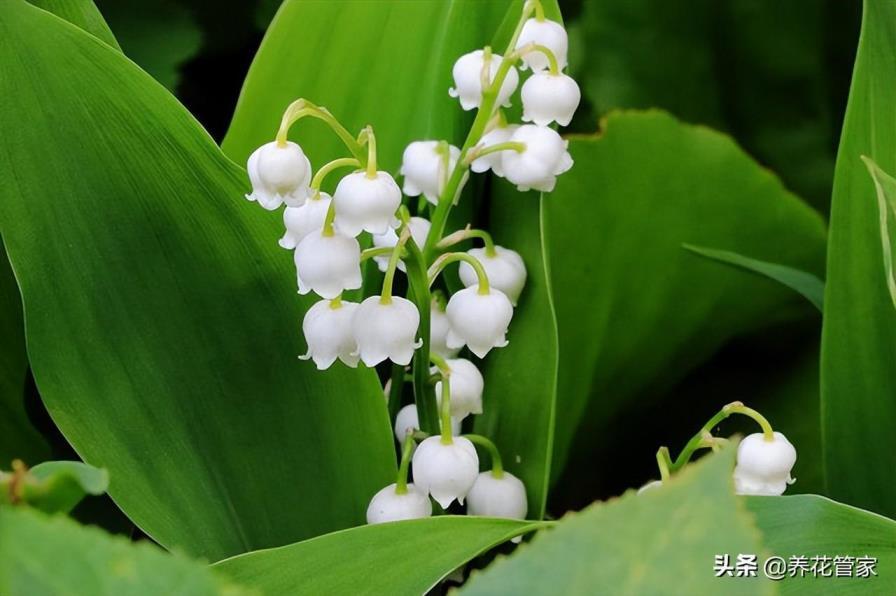 兰花花语和寓意是什么，有关兰花代表的意义