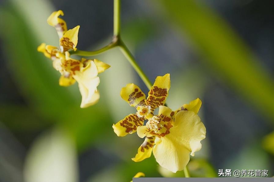 兰花花语和寓意是什么，有关兰花代表的意义