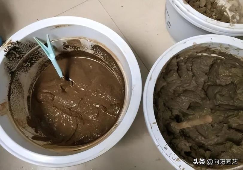 水培碗莲怎么养才能开花，手把手教你养护碗莲