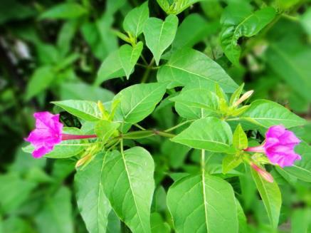 紫茉莉花什么时候开，关于紫茉莉花花期简介