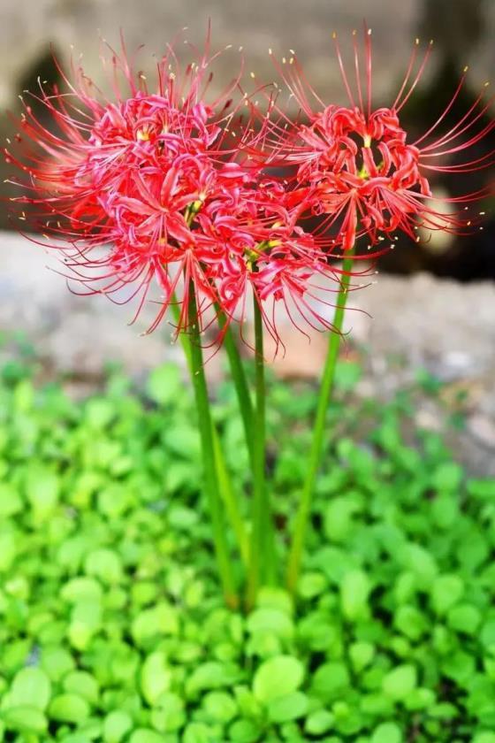 石蒜花花语和寓意，浅谈石蒜花的传说