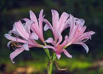 石蒜花花语和寓意，浅谈石蒜花的传说