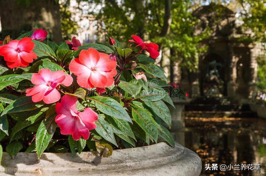 凤仙花怎么种植，凤仙花种植方法和时间