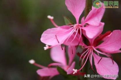 桃花什么时候开放，有关桃花的花期时间