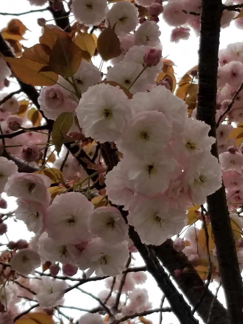 樱花的品种有哪些，最美樱花品种介绍