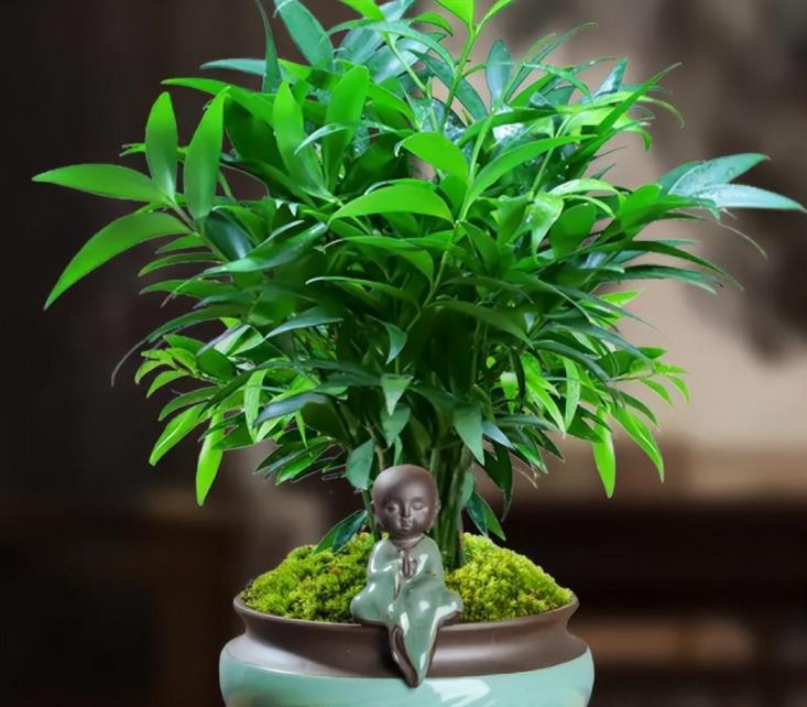 常见盆栽植物有哪些，室内好养花卉植物推荐