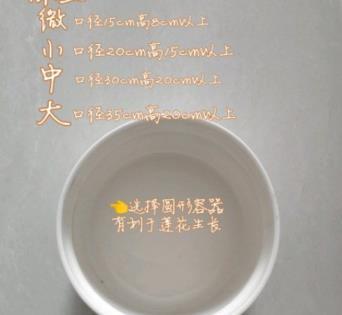 碗莲如何种植，碗莲种植时间和方法