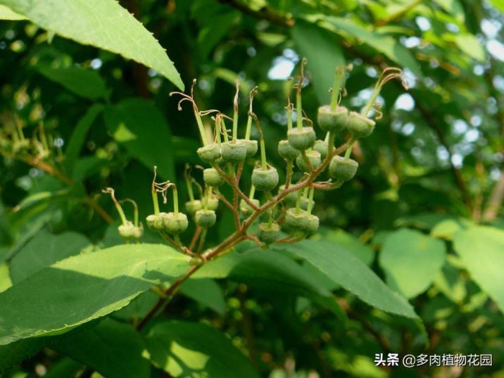 虎耳草的养殖方法和注意事项，种植虎耳草的注意事项