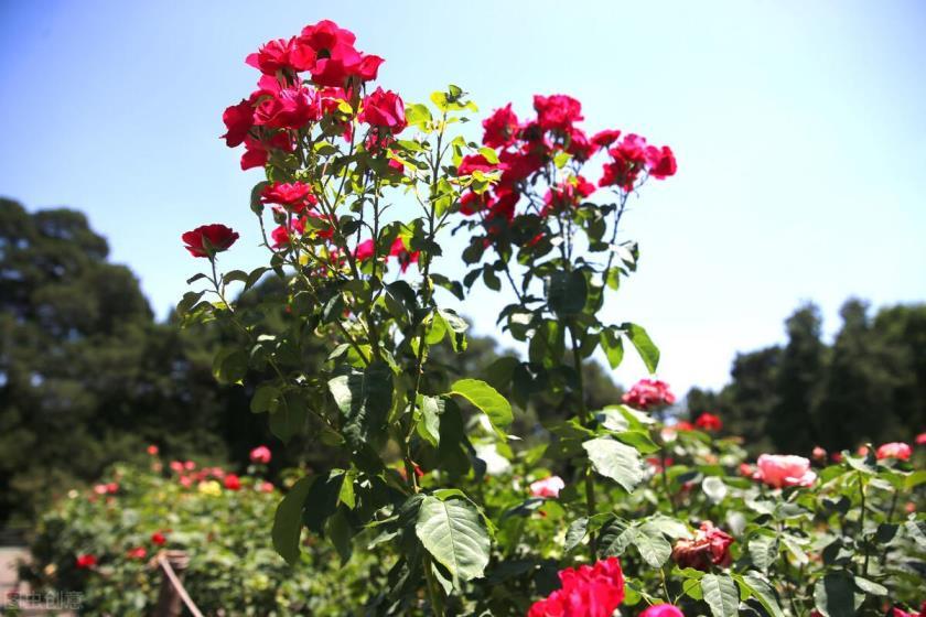 树状月季怎么嫁接，月季花嫁接时间和方法