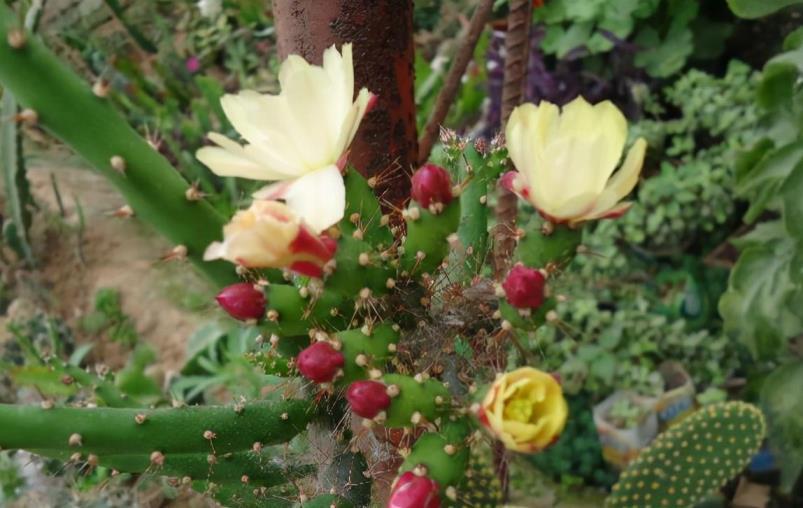 仙人掌开花吗，关于仙人掌特征介绍