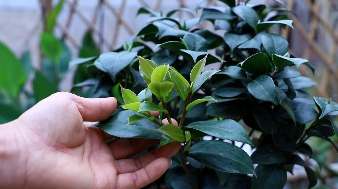 山茶花几月开花，简述山茶花的花期季节