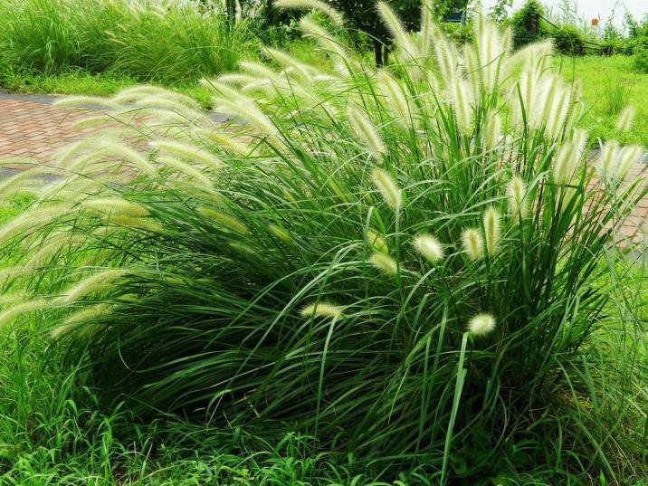 狼尾草的种植方法和技术，栽培狼尾草的步骤