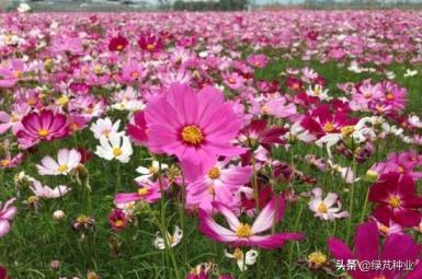 格桑花和波斯菊是一种花吗，了解格桑花和波斯菊的区别