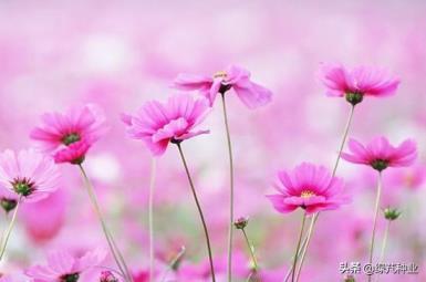 格桑花和波斯菊是一种花吗，了解格桑花和波斯菊的区别