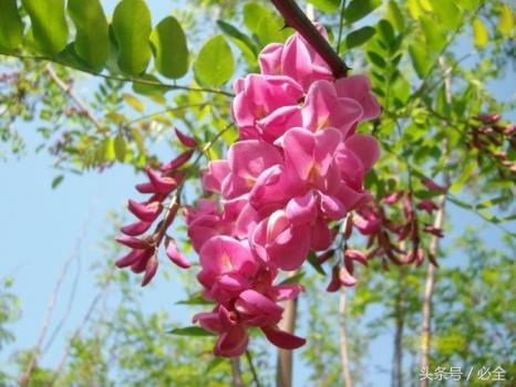 香花槐什么时候移栽好，了解香花槐的栽培技术要点