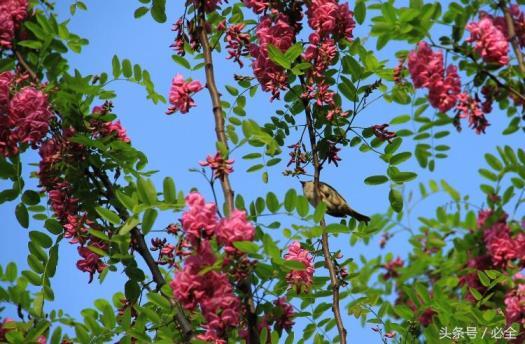 香花槐什么时候移栽好，了解香花槐的栽培技术要点