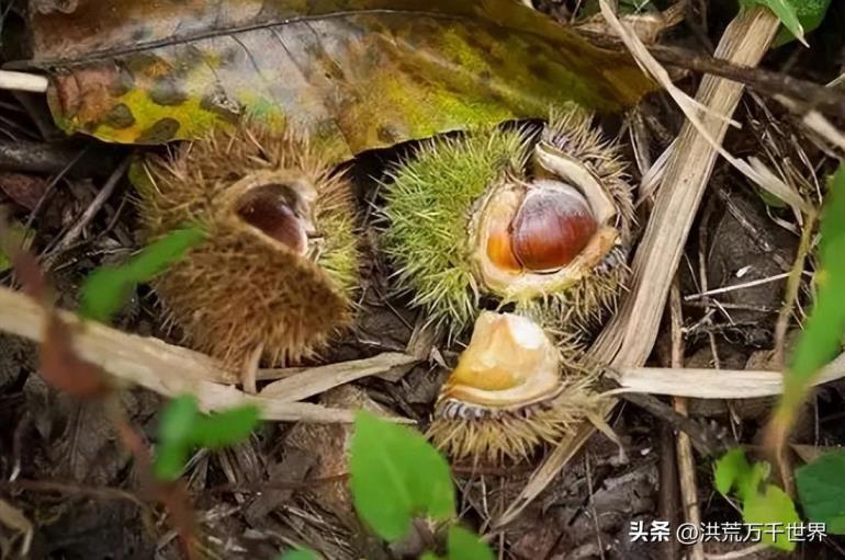 植物播种的方法有哪些，盘点10种植物的传播方式