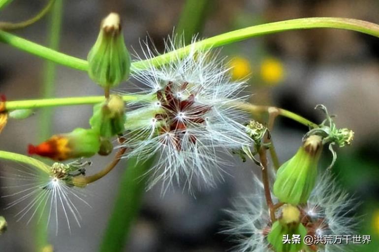 植物播种的方法有哪些，盘点10种植物的传播方式