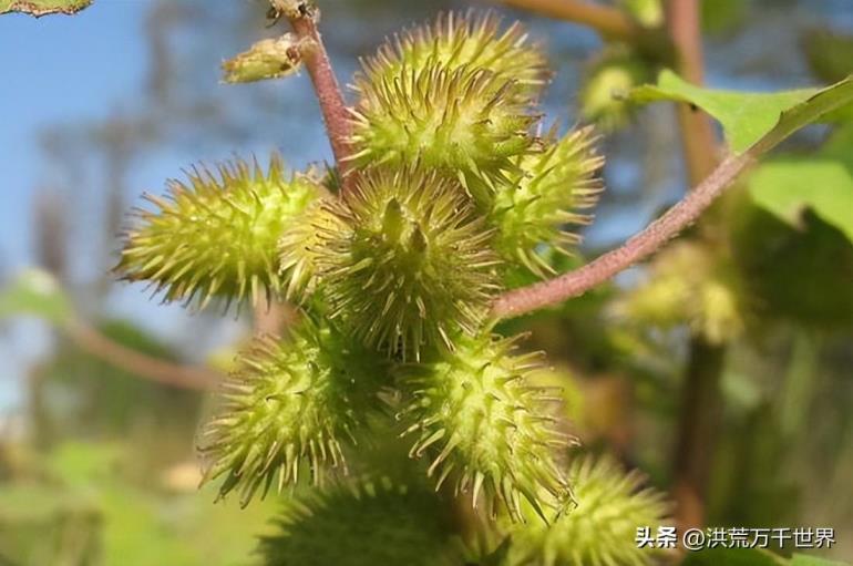 植物播种的方法有哪些，盘点10种植物的传播方式