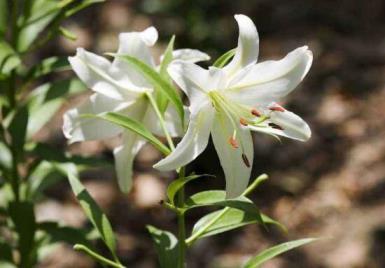 百合花怎么修剪枝叶，栽培百合的注意事项