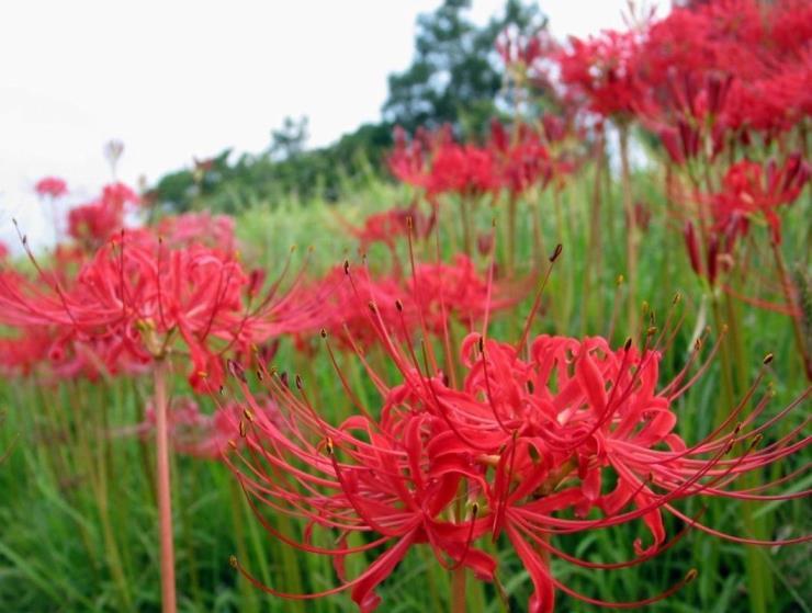 红花石蒜是彼岸花吗，讲解红花石蒜的特点