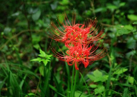 红花石蒜是彼岸花吗，讲解红花石蒜的特点