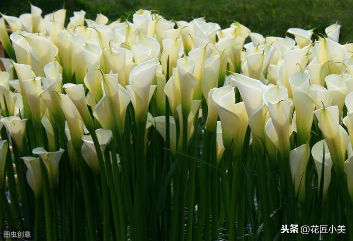 马蹄莲花怎么养护，马蹄莲种植方法和时间