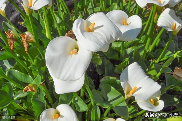 马蹄莲花怎么养护，马蹄莲种植方法和时间