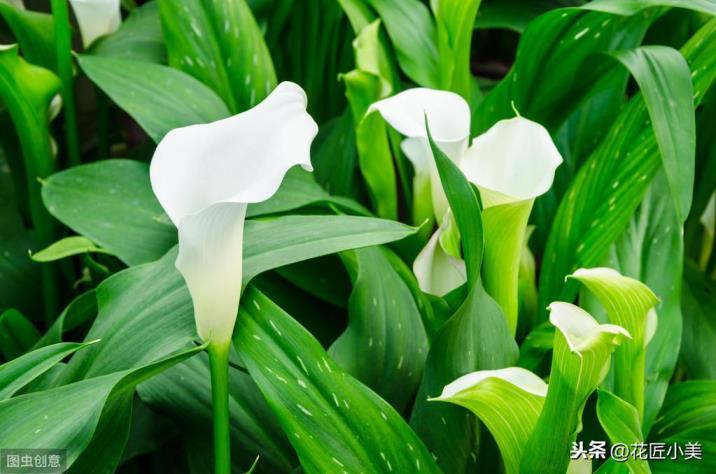 马蹄莲花怎么养护，马蹄莲种植方法和时间