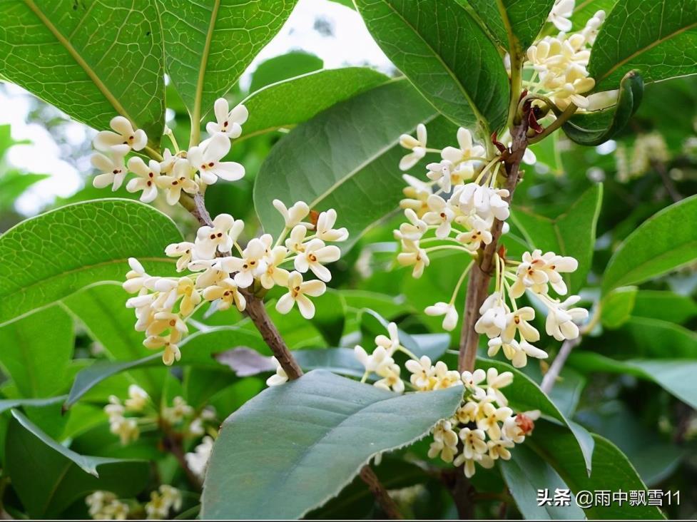 四季桂花树种植技术，栽培四季桂的注意事项