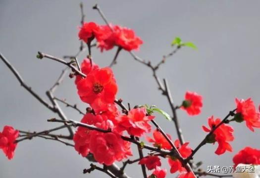 腊梅花怎么养，家庭盆栽腊梅种植方法