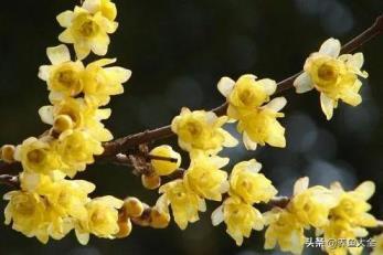 腊梅花怎么养，家庭盆栽腊梅种植方法