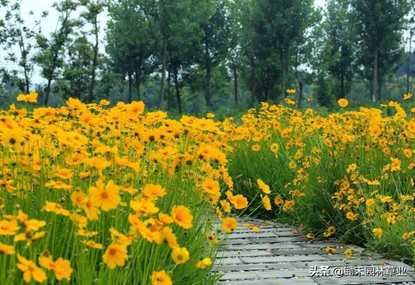 金鸡菊的花语和寓意是什么，了解金鸡菊的象征含义