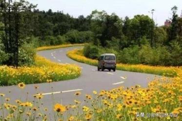 金鸡菊的花语和寓意是什么，了解金鸡菊的象征含义