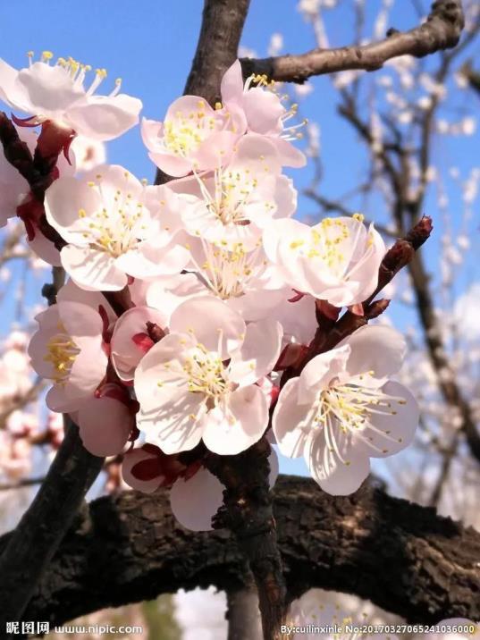 四月有什么花开放，盘点四月最具有代表性的花