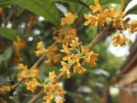 怎样栽种桂花树，桂花树种植技术与管理