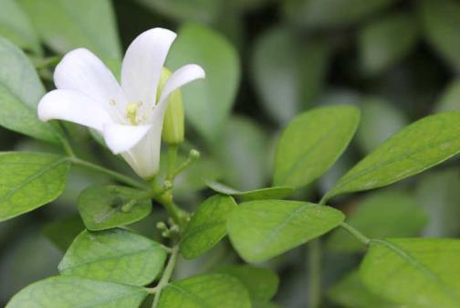 九里香每年开多少次花，有关九里香花期简介