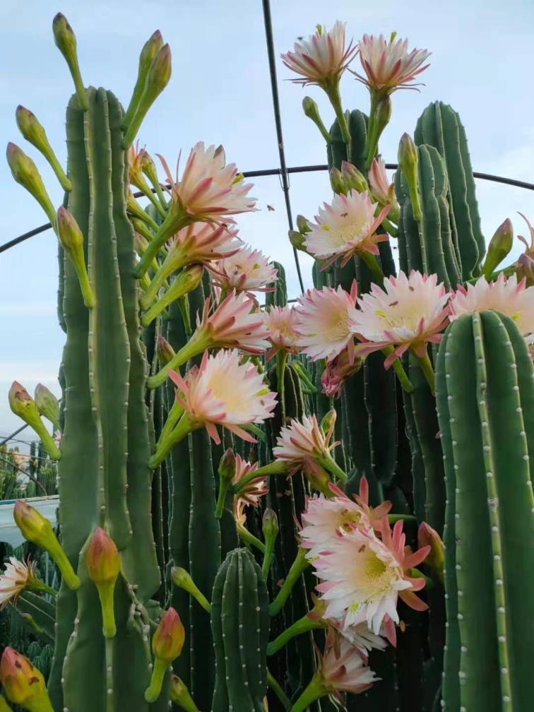 十种最旺家庭庭院花卉，适合庭院种植的花卉大全