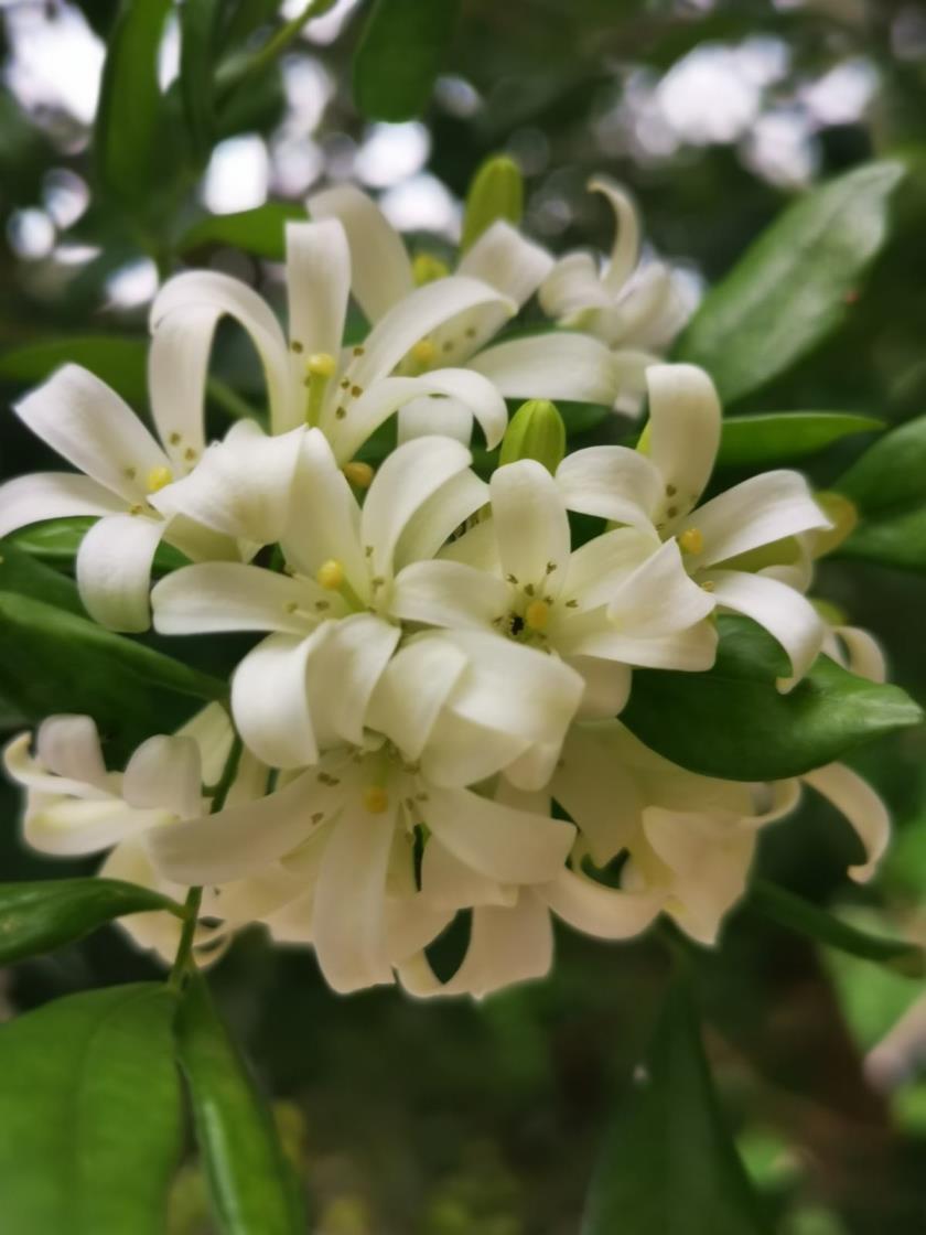 九里香开花香吗，种植九里香的注意事项