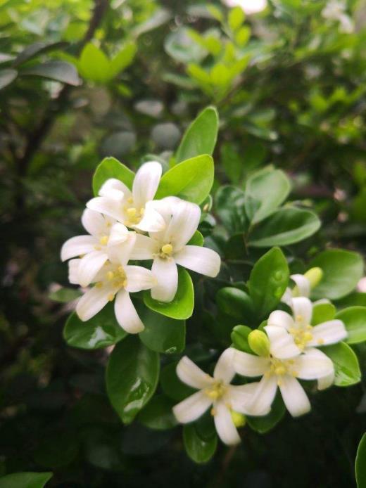 九里香开花香吗，种植九里香的注意事项